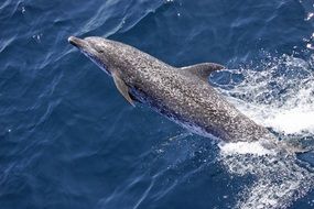 atlantic dolphin