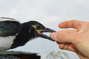 feeding the birds from the hand of man