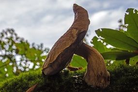glaring nature mushrooms