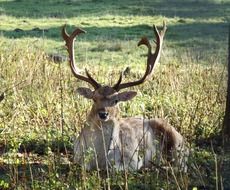 fallow deer laying in november
