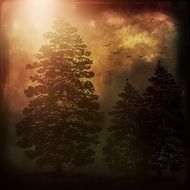 Coniferous trees in a mystical forest