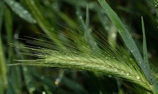 Green triticum grass