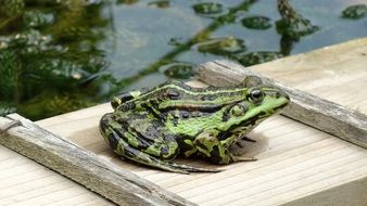 green frog near the pond