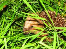 hedgehog hid himself in the grass