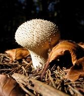 round mushroom among dry foliage close up
