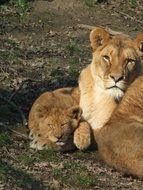 Beautiful lion cub with the mother