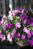 basket with flowers in bloom