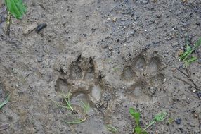 two prints of paws in the mud