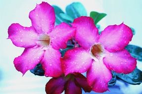 tropical flowers in water drops
