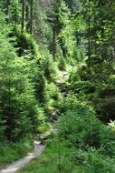 Green path in the forest