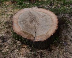 Picture of the tree stump