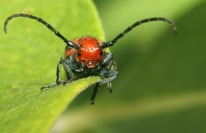 red beetle with long mustache