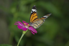 butterfly on a purple flower close-up