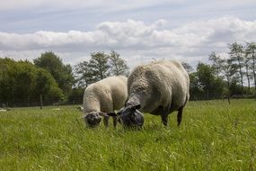 sheep eating grass netherlands