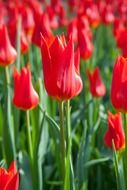plantation of red tulips close-up