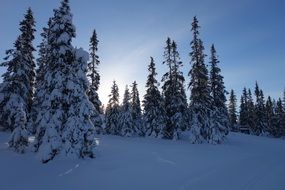 snowy winter in forest, norway, lillehammer, hafjell