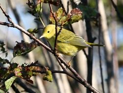 Picture of yellow warbler bird