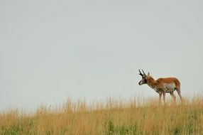 antelope in the wild