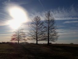 bare trees on the horizon during dawn