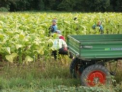 tobacco harvest