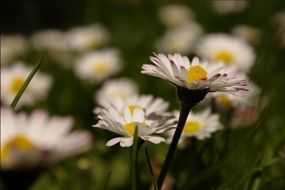 white daisies on meadow, shallow depth of field