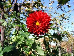 striking beautiful dahlia flowers