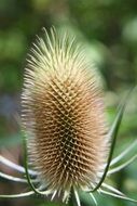 dipsacus prickly on blurred background close up