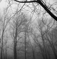 trees in a foggy forest