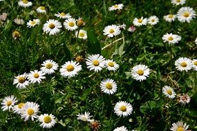 Meadow of daisies