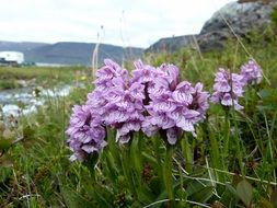 purple orchid in Iceland