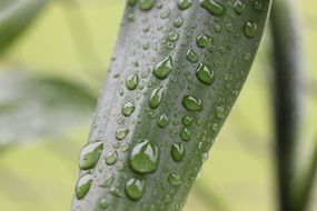 A lot of the raindrops on the leaf