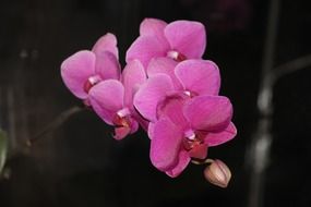 photo of a pink orchid