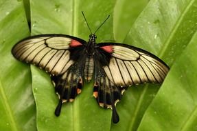 Butterfly on the wet green leaves