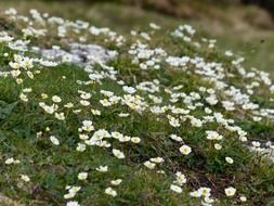 field of white alpine flowers