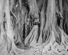 Black and white photo of tree roots