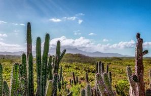 cacti in a scenic area in venezuela