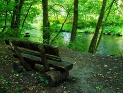 wooden bench in the green forest