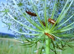 beetle meadow insect