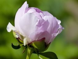 pink rhododendron blooming close-up