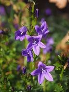 purple bells on a stalk