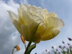 impressive tuberous plant