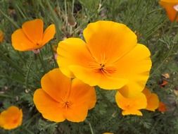 orange flowers blooming