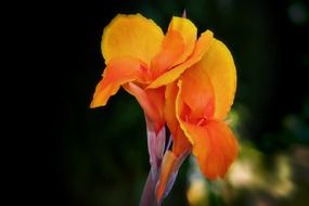Orange canna flowers