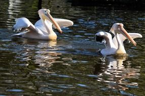 couple of wild pelicans