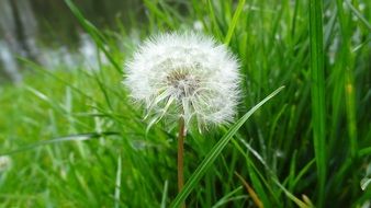 Beautiful white dandelion flower among the green grass