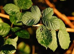 blackberry bush closeup