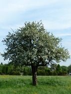 apple tree blossom in the spring garden