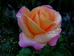 dew drops on a spring rose bud