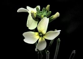 white flowers on a black background