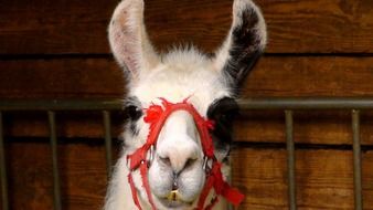 llama head in red bridle